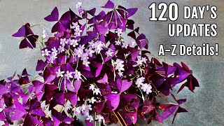 OXALIS Plant CARE 101  BEST Soil Mix Fertilizer Light amp Water Requirements amp Propagation [upl. by Peony]