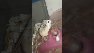 Smaller and cutest pets Roborovski hamster pets shortvideo 3 [upl. by Yerffej]