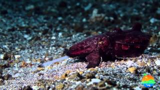 Muck Diving in Lembeh Strait  Critters of the Weeks 43  45 [upl. by Nalehp]