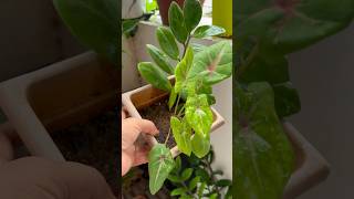 🌱Caladium plant care tips🪴🥰homegarding 🏡🧑‍🌾🪴🥰ytshots 🌿viralshorts [upl. by Kara-Lynn]