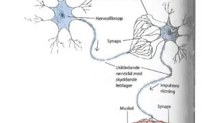 Film 1 Nervcell nervtråd nervsignal  frågor Källa httpwww1177se [upl. by Adnauq]