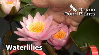 Waterlilies  Sizes and Planting Depths [upl. by Eliezer852]