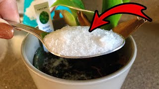 See What Happens When You Add Epsom Salt to Your Plants 😳🪴🧂 [upl. by Ahkihs398]