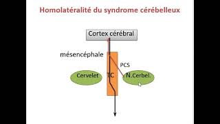 LE CERVELET °PHYSIO° [upl. by Rabjohn237]