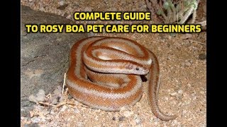 Complete Guide To Rosy Boa Pet Care For Beginners [upl. by Pavla]