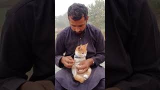 Trim your cat nails cat catlover youtube trending shorts [upl. by Fast]