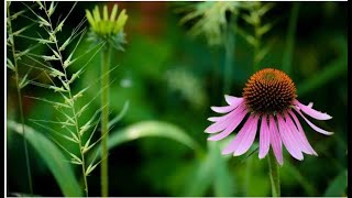 All about echinacea [upl. by Attehcnoc]