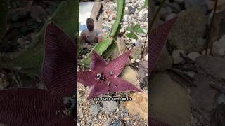 Cacto estrela engana as moscas Stapelia hirsuta [upl. by Nahsaj975]