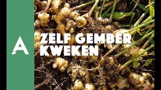 Zelf gember kweken zo doe je dat I Een groener thuis 03 I Angelo Dorny [upl. by Ylak]