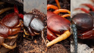 Myriapoda Monday Feeding my centipedes Please see pinned comment for details [upl. by Glogau]