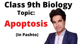 Apoptosis  Programmed Cell Death  9 biology in Pashto  Home of biology [upl. by Irap616]