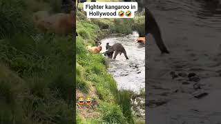 Kangaroo fighting with dogs [upl. by Beacham575]