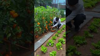 Es admirable cómo estas hombre cultiva verduras en su casa shorts [upl. by Aura749]