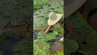 Harvesting gordon euryale seed process [upl. by Daub]