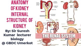 Kidney anatomy internal structure HindiUrdu By Sir Suresh Kumar [upl. by Pohsib860]