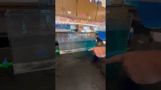 Classroom Demo Melting Glaciers Into The Ocean [upl. by Ellenij]