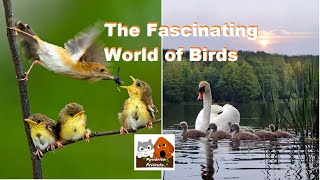 Favorite Friends Stream 38 The Fascinating World of Birds [upl. by Rosanna376]