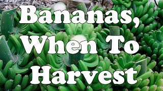 Bananas When To Harvest [upl. by Navek]