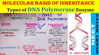 DNA Polymerase 1 2 and 3  Types of DNA Polymerase in Prokaryotes amp Eukaryotes  Class 12  NEET [upl. by Fennelly757]