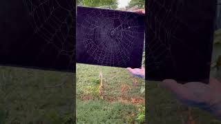 Preserving Abandoned Spider Web in Backyard 🕸️ 🕷️ [upl. by Chandal]