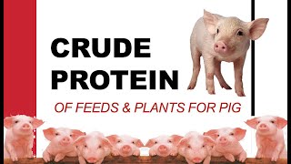 CRUDE PROTEIN OF FEEDS and PLANT FOR PIG [upl. by Aylat]