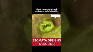 Stomata real life opening and closing of stomata real lifelife processes class 10 biology class10 [upl. by Zorah891]