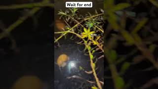 Name the breed of guppy in comment viralvideo shorts [upl. by Tnecnev165]