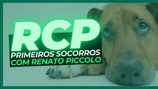 RCP primeiros socorros em cães e gatos [upl. by Lundin]