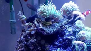 Canister filter reef tank No sump no skimmer no refugium no overflow Just an Ehiem classic [upl. by Hafital]