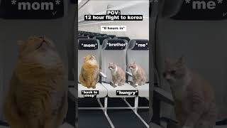 CAT MEMES 🐱 12 HOUR Flight To Korea catmemes relatable shorts viralvideo [upl. by Shae]