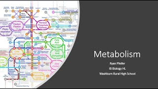 Metabolism amp Metabolic Pathways [upl. by Crispen]