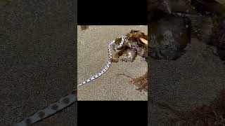 💥😱 Esto fue lo que encontramos en las playas de la CRUZ DE HUANACAXTLE  Riviera Nayarit [upl. by Nara60]