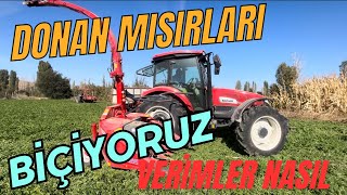 BAŞAK 2105s MISIR SİLAJI YAPIMI MISIRLARI DON VURDU KAMYONU BATIRDIKCengizÇaylıIlaydaAltntas [upl. by Joella24]