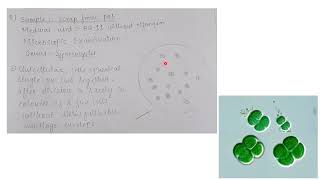 Isolation and characterization of Cyanobacteria with examples and diagram  MSc practical series [upl. by Hamlet]