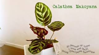 Calathea Makoyana [upl. by Etoile]