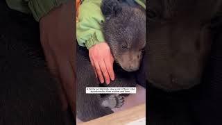 A family accidentally saw a pair of bear cubs abandoned by their mother bear babybear short [upl. by Nnail]