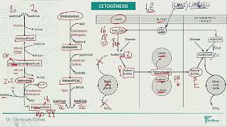 Cetogenesis otros lipidos lipoproteinas colesterol sales biliares resumen de metabolismo [upl. by Nodnnarb820]