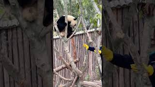 Panda on tree  funny clip 🐼  panda [upl. by Mikkel]