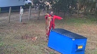 Man Grabs Coyote’s Tail to Save Beloved Dog’s Life [upl. by Ayekim]