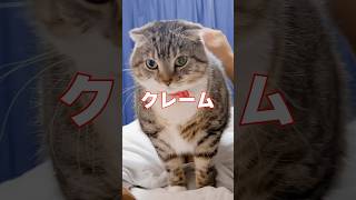 猫のクレームと謎の音で叩き起こされた飼い主の末路がコチラ🤣🤣🤣 猫 [upl. by Lightfoot]