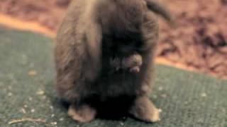 Luna the mini lop cleans herself [upl. by Annirtak]