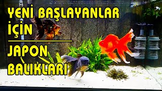 YENİ BAŞLAYANLAR İÇİN JAPON BALIĞI Japon Balığı Akvaryumu [upl. by Kara-Lynn]