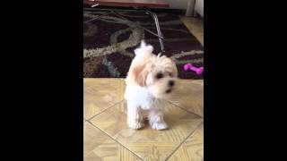 Baby maltipoo barking at toy [upl. by Eendys935]