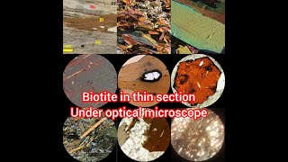 identification of biotite mineral in thin section under optical microscope petrography biotite [upl. by Amandy331]