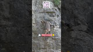 Epic Mountain Goat Climb Gone Wrong Daring Descent Down the Cliff [upl. by Nolana]