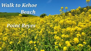 A walk to Kehoe Beach ⛱️ Point Reyes National Seashore [upl. by Vigor]