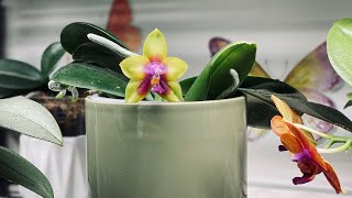 Best Success Growing Orchids Indoors  Indoor Humidity and Temperatures [upl. by Faux]