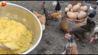 Cu aceste alimente găinile vor face ouă non stop și în sezonul rece 🥚🥚🥚🐔 [upl. by Arihaz929]