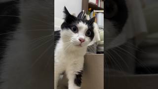 FUNNYCATS VIDEOS DE GATOS MUITO FOFOS shorts cat [upl. by Llirret]