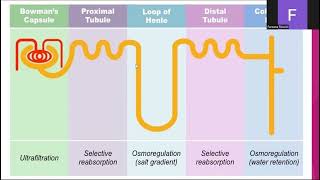 NEPHRON STRUCTURE AND FUNCTION [upl. by Coates462]